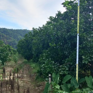 湖南靖州金鑫苗木合作专业种植杨梅柚子树苗