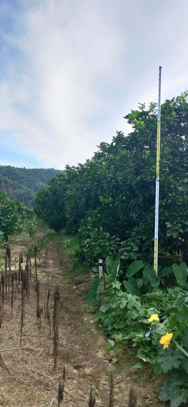 湖南靖州金鑫苗木合作专业种植杨梅柚子树苗