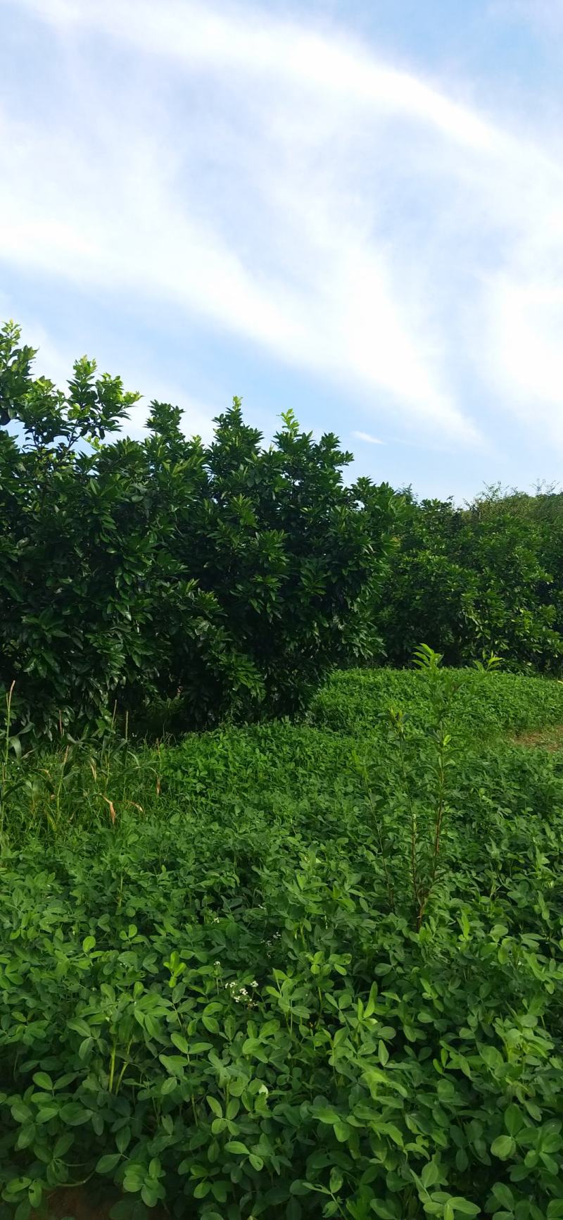 湖南靖州金鑫苗木合作专业种植杨梅柚子树苗