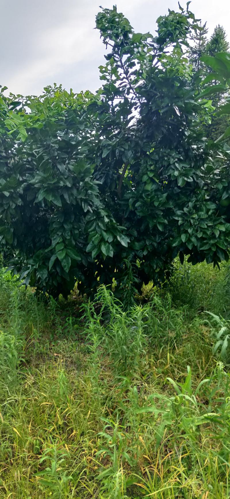 湖南靖州金鑫苗木合作专业种植杨梅柚子树苗