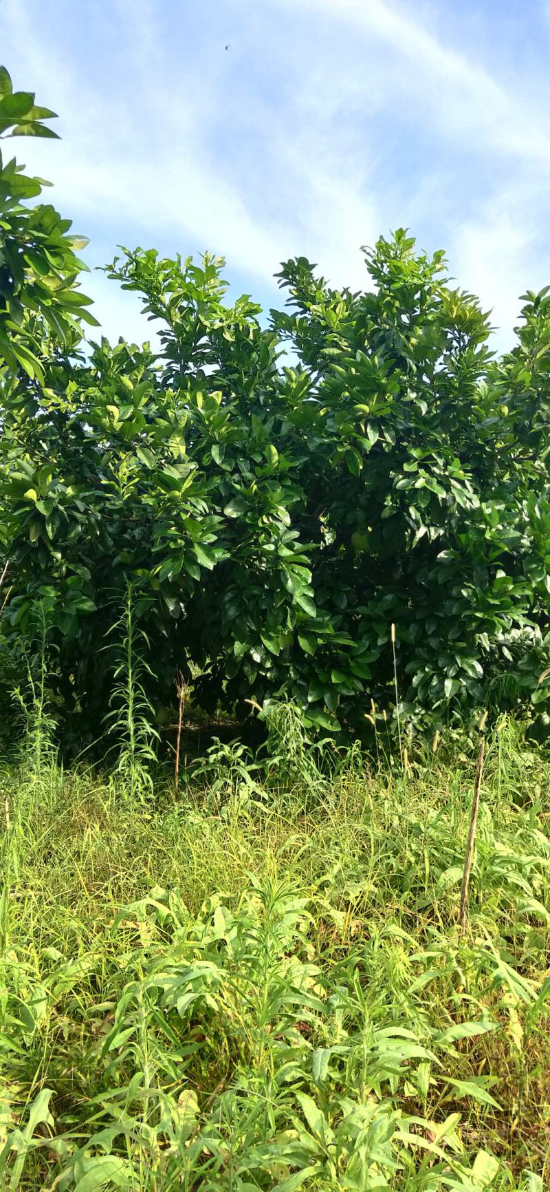 湖南靖州金鑫苗木合作专业种植杨梅柚子树苗