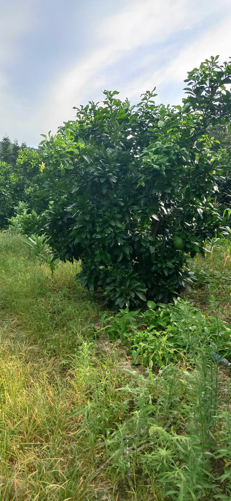 湖南靖州金鑫苗木合作专业种植杨梅柚子树苗