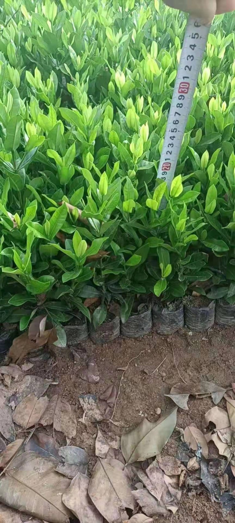 大、小叶龙船花有红黄两种颜色，价格优惠，自家种植…