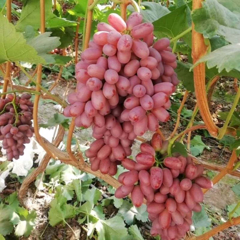 【热销】克伦生葡萄，基地直供，诚信代办，量大优惠联系