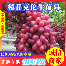 【热销】克伦生葡萄，基地直供，诚信代办，量大优惠联系