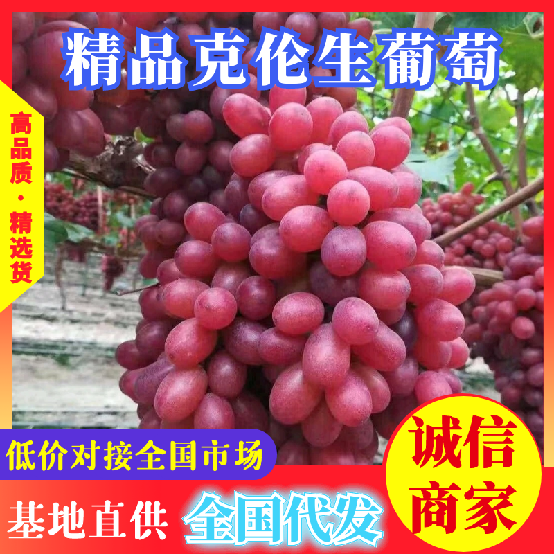 【热销】克伦生葡萄，基地直供，诚信代办，量大优惠联系