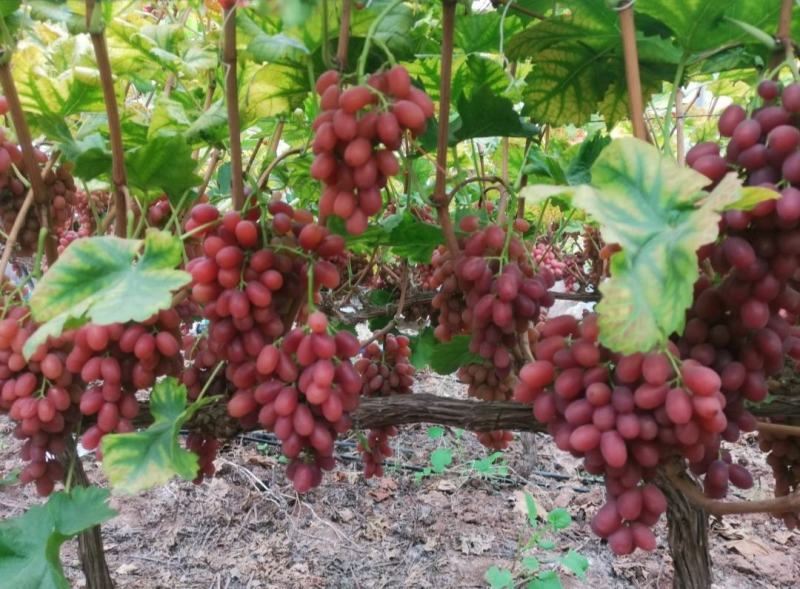 四川葡萄，克伦生葡萄，甜度高，基地直供，实力代办量大优惠