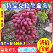 四川葡萄，克伦生葡萄，甜度高，基地直供，实力代办量大优惠