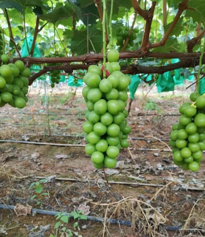 阳光玫瑰葡萄四川葡萄大量上市甜度高货源充足价格便宜