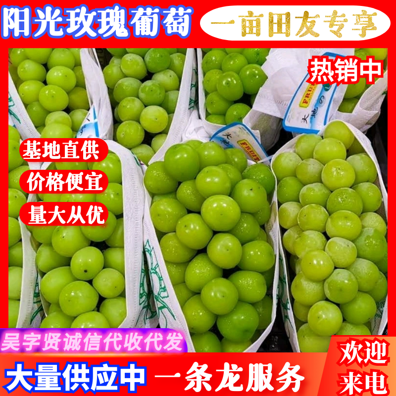 阳光玫瑰葡萄四川葡萄大量上市甜度高货源充足价格便宜