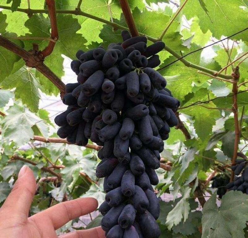 四川葡萄甜蜜蓝宝石葡萄基地大量供应一手货源价格便宜