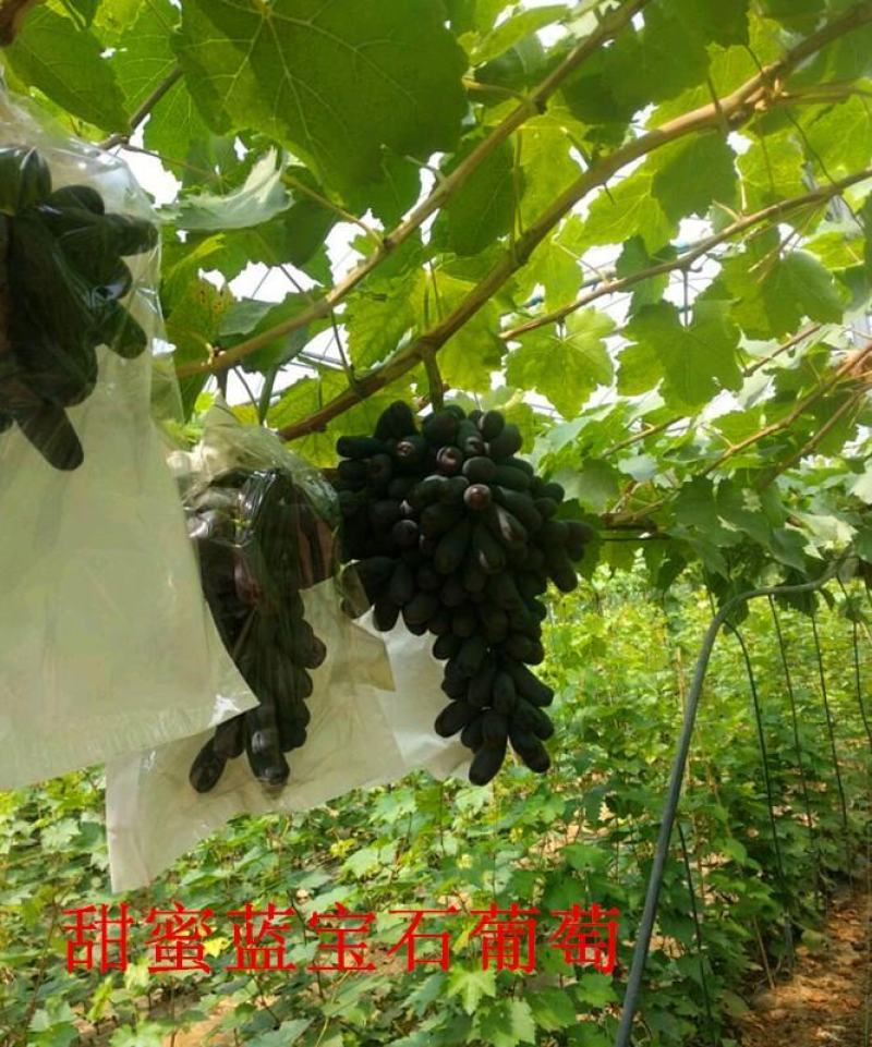 四川葡萄甜蜜蓝宝石葡萄基地大量供应一手货源价格便宜