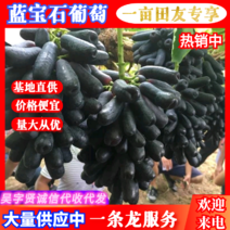 四川葡萄甜蜜蓝宝石葡萄基地大量供应一手货源价格便宜