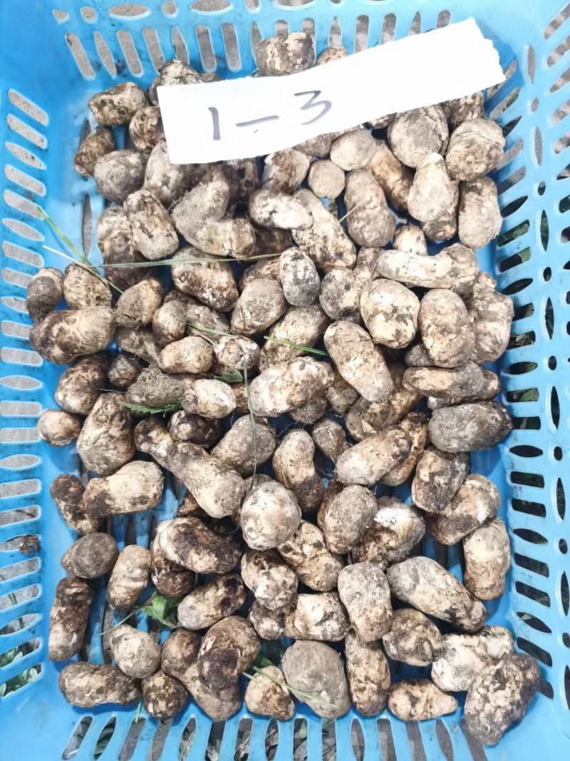 新鲜松茸西藏林芝新鲜现摘松茸蘑菇食用菌未开伞