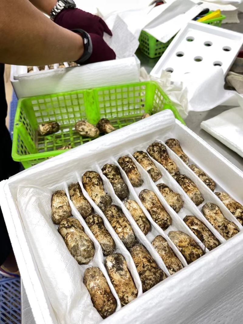新鲜松茸西藏林芝新鲜现摘松茸蘑菇食用菌未开伞