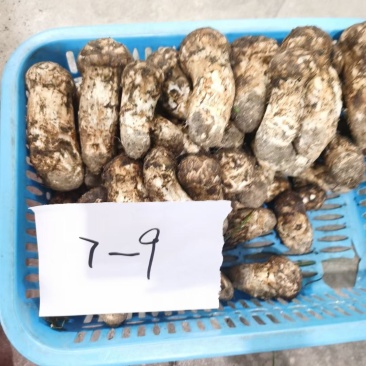新鲜松茸西藏林芝新鲜现摘松茸蘑菇食用菌未开伞