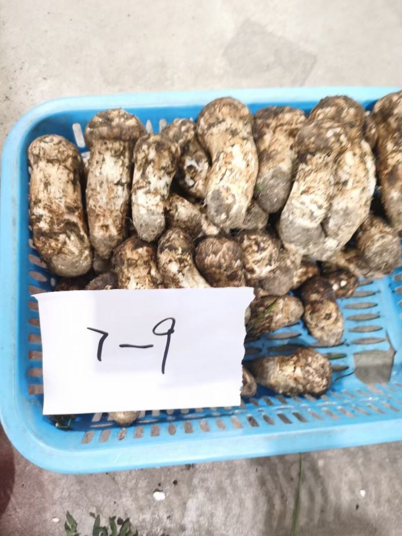 新鲜松茸西藏林芝新鲜现摘松茸蘑菇食用菌未开伞