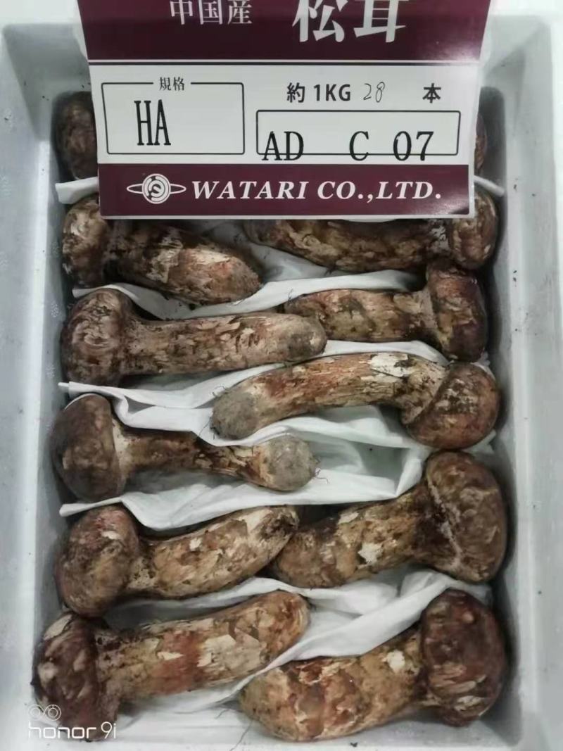 新鲜松茸西藏林芝新鲜现摘松茸蘑菇食用菌未开伞