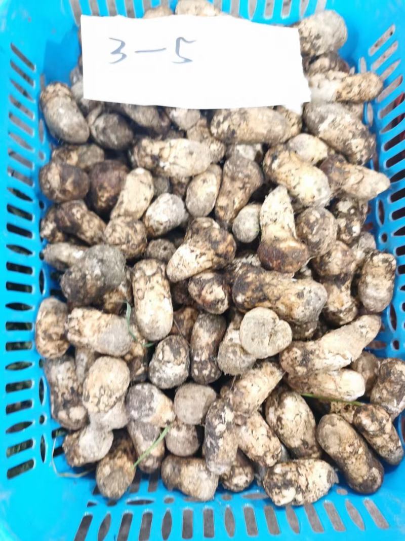 新鲜松茸西藏林芝新鲜现摘松茸蘑菇食用菌未开伞