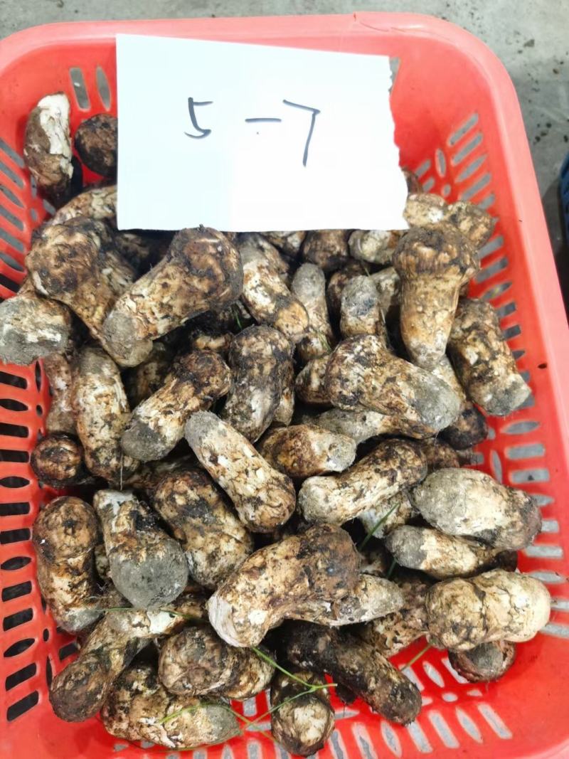 新鲜松茸西藏林芝新鲜现摘松茸蘑菇食用菌未开伞