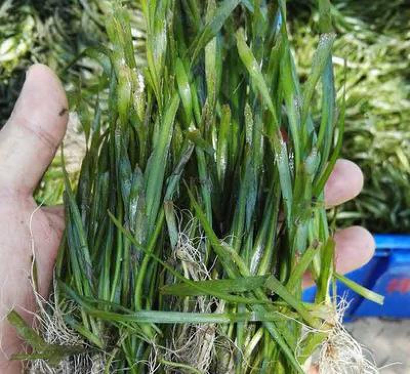 苦草种子纯籽小龙虾蟹养殖夏鱼塘四季矮生短叶水草苗扁担草种