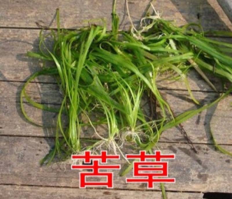 苦草种子纯籽小龙虾蟹养殖夏鱼塘四季矮生短叶水草苗扁担草种