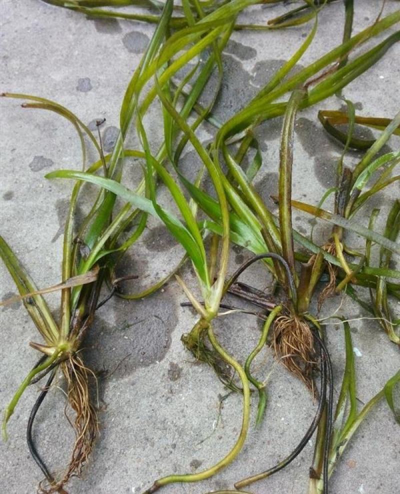 苦草种子纯籽小龙虾蟹养殖夏鱼塘四季矮生短叶水草苗扁担草种