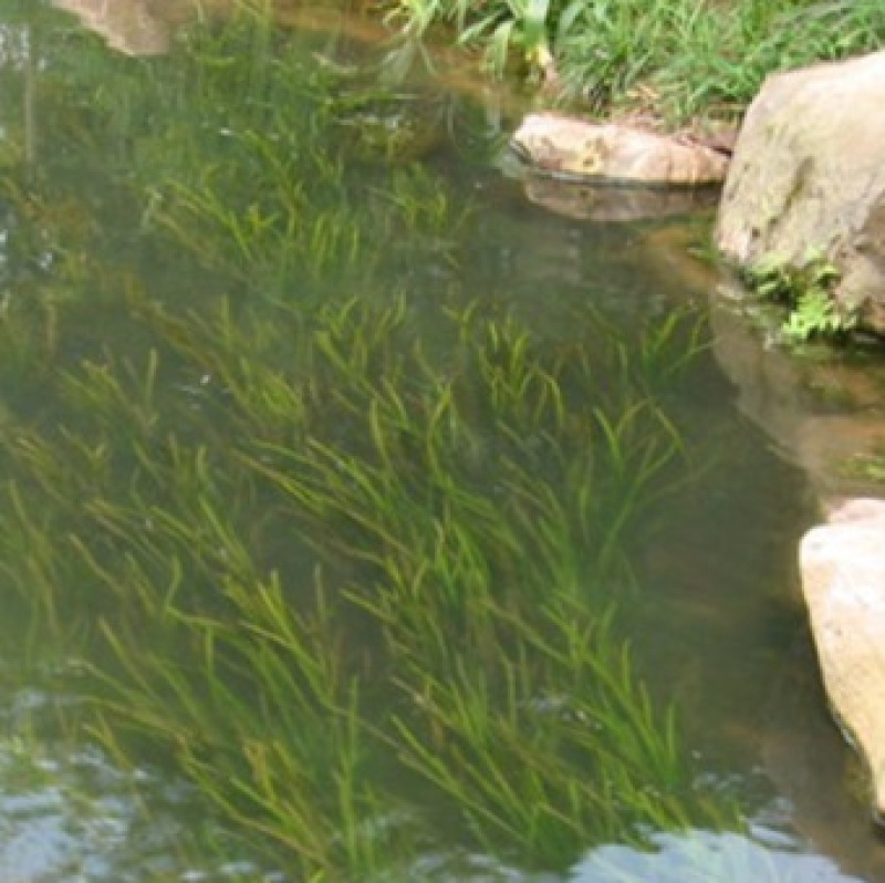 苦草种子纯籽小龙虾蟹养殖夏鱼塘四季矮生短叶水草苗扁担草种