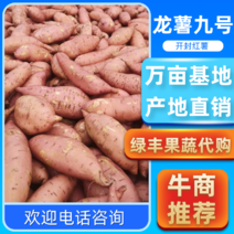 精品龙九红薯️，三两以上，水洗，干货，产地直发欢迎采购！