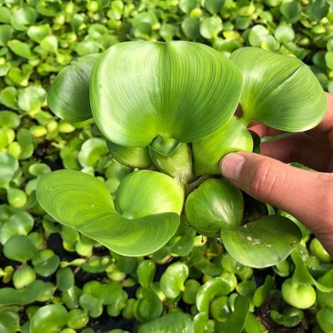 水葫芦苗浮萍养鱼养龟鱼缸造景净化水质鱼塘水草水烟花牡丹