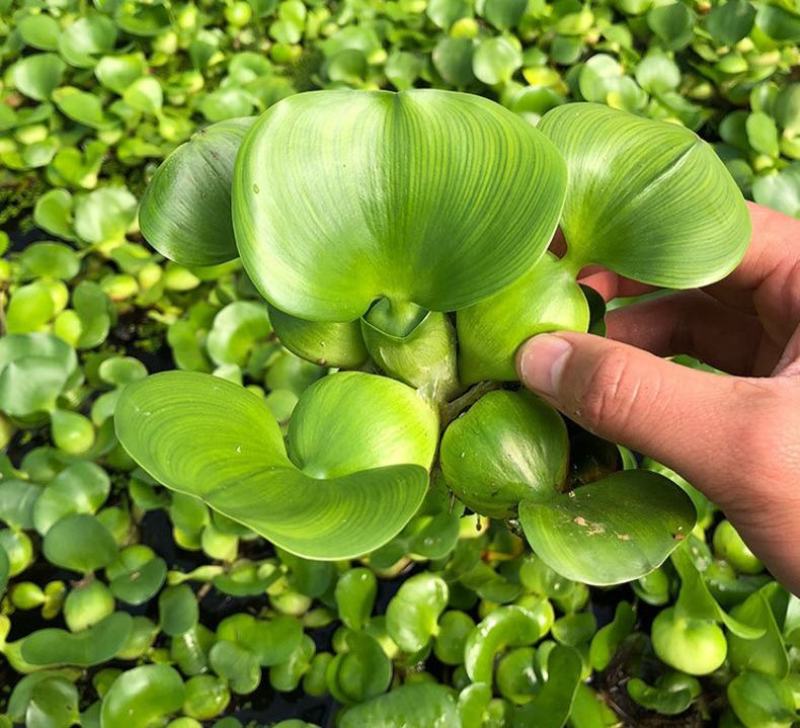 水葫芦苗浮萍养鱼养龟鱼缸造景净化水质鱼塘水草水烟花牡丹
