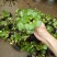 水葫芦苗浮萍养鱼养龟鱼缸造景净化水质鱼塘水草水烟花牡丹