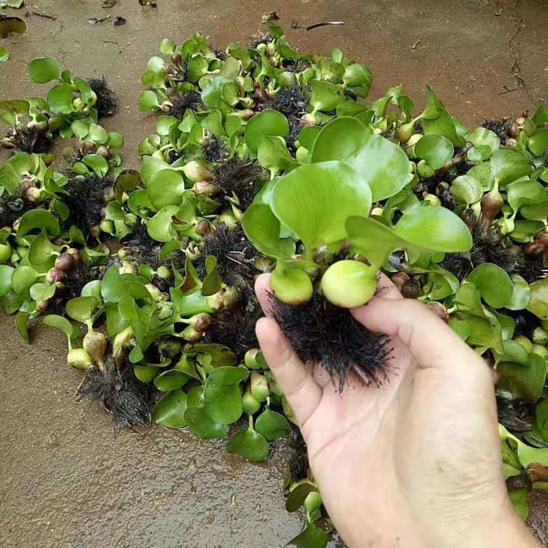 水葫芦苗浮萍养鱼养龟鱼缸造景净化水质鱼塘水草水烟花牡丹