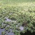 水葫芦苗浮萍养鱼养龟鱼缸造景净化水质鱼塘水草水烟花牡丹