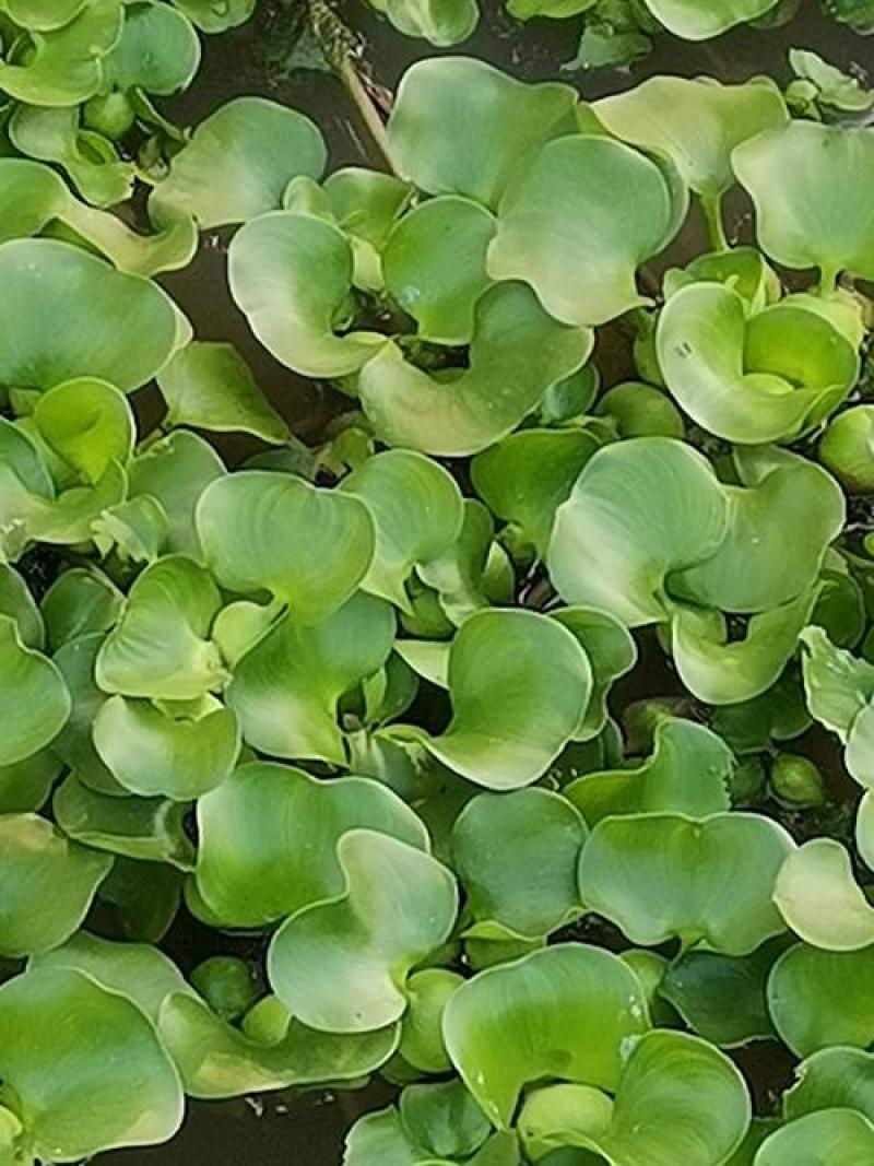 水葫芦苗浮萍养鱼养龟鱼缸造景净化水质鱼塘水草水烟花牡丹