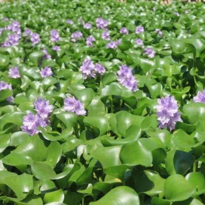水葫芦苗浮萍养鱼养龟鱼缸造景净化水质鱼塘水草水烟花牡丹