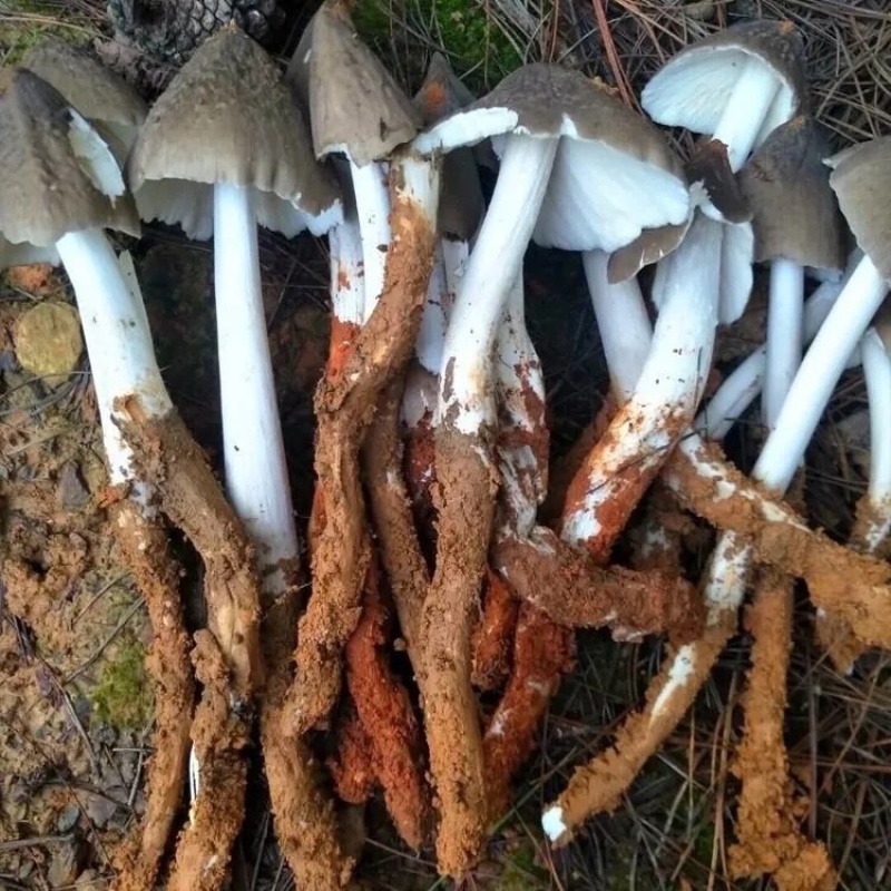 鸡枞菌种高产种子三塔菌伞把菇荔枝菌黑皮鸡枞菌种人工种植