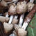 鸡枞菌种高产种子三塔菌伞把菇荔枝菌黑皮鸡枞菌种人工种植