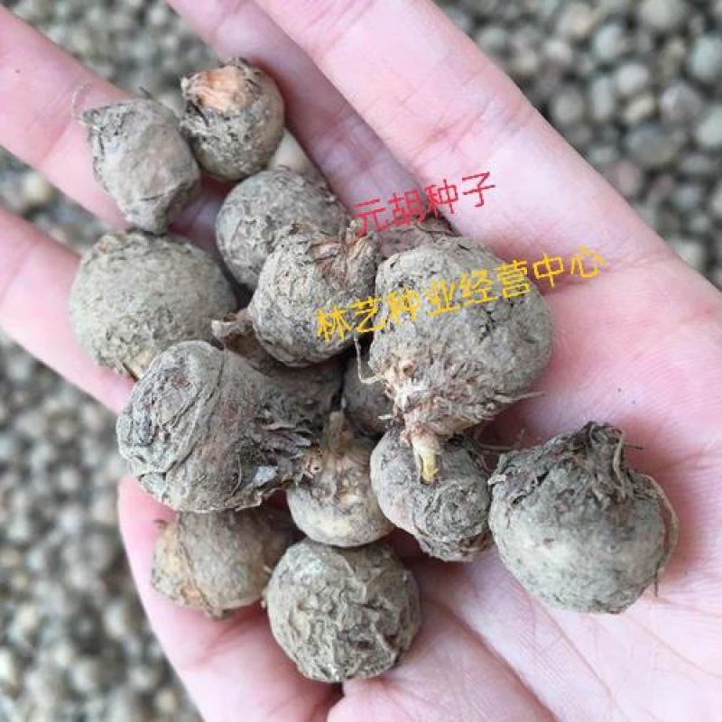 元胡芽元胡种子元胡籽药材种苗中药材种植