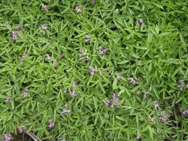 元胡芽元胡种子元胡籽药材种苗中药材种植