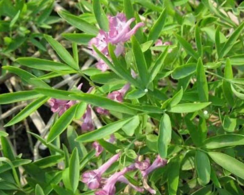元胡芽元胡种子元胡籽药材种苗中药材种植