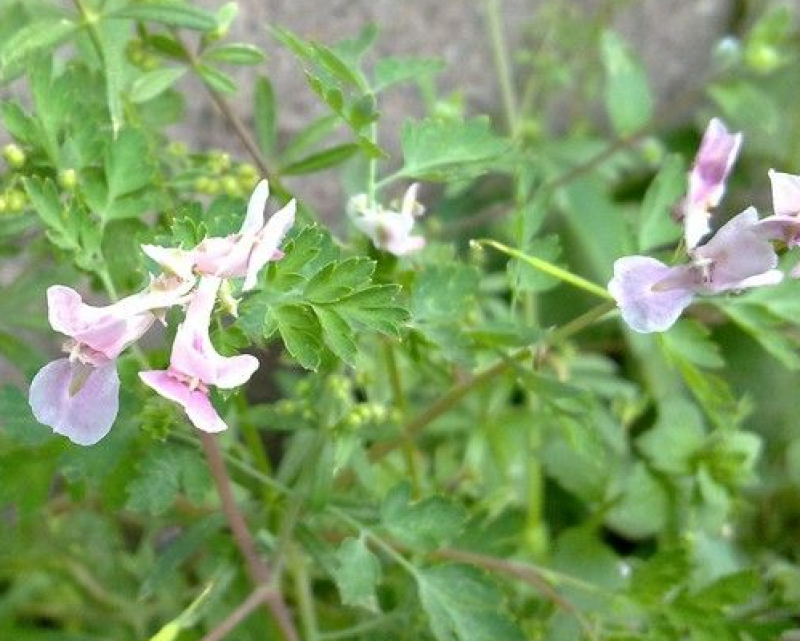 元胡芽元胡种子元胡籽药材种苗中药材种植