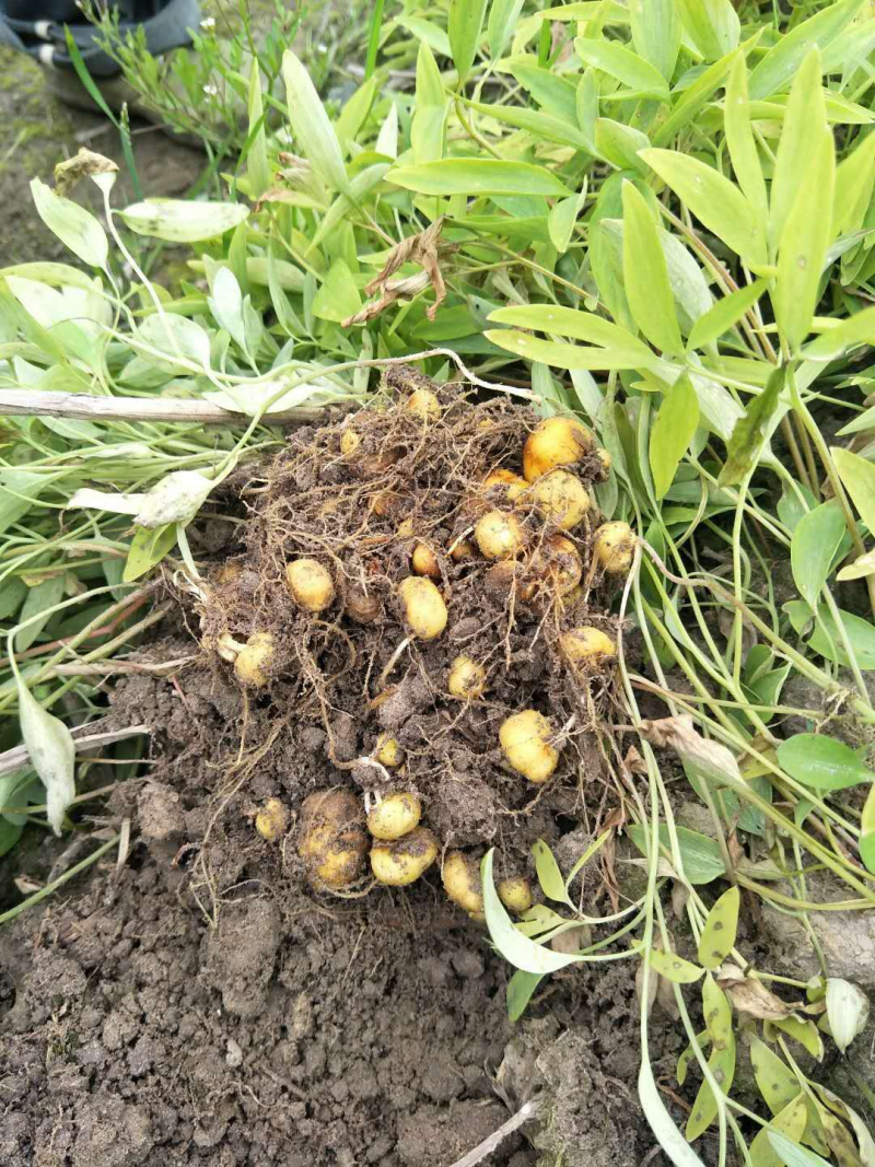 元胡芽元胡种子元胡籽药材种苗中药材种植