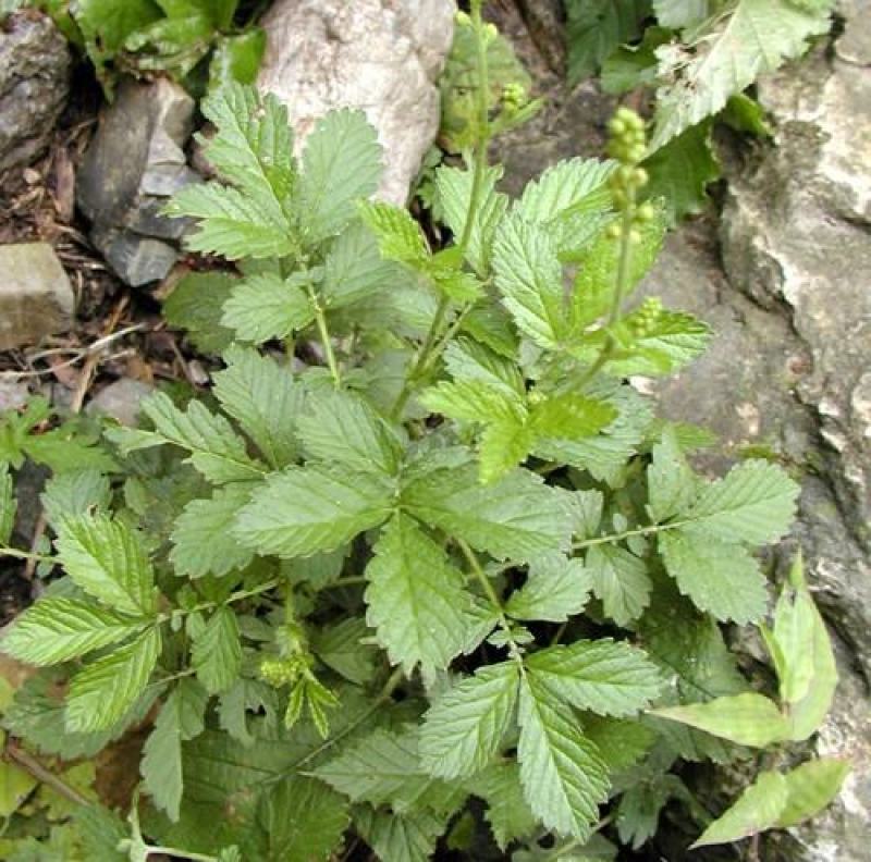地榆种子东北山野菜根种子中草药种子盆栽庭院花卉