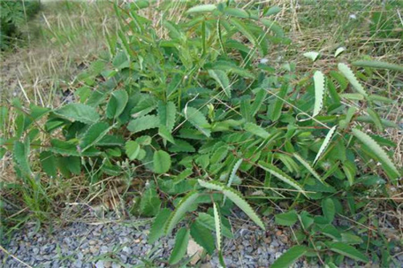地榆种子东北山野菜根种子中草药种子盆栽庭院花卉