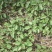 地榆种子东北山野菜根种子中草药种子盆栽庭院花卉