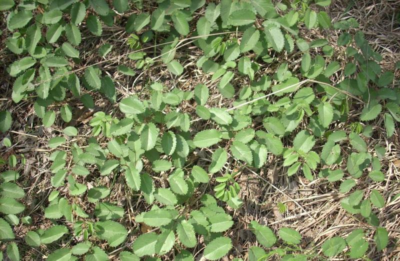 地榆种子东北山野菜根种子中草药种子盆栽庭院花卉