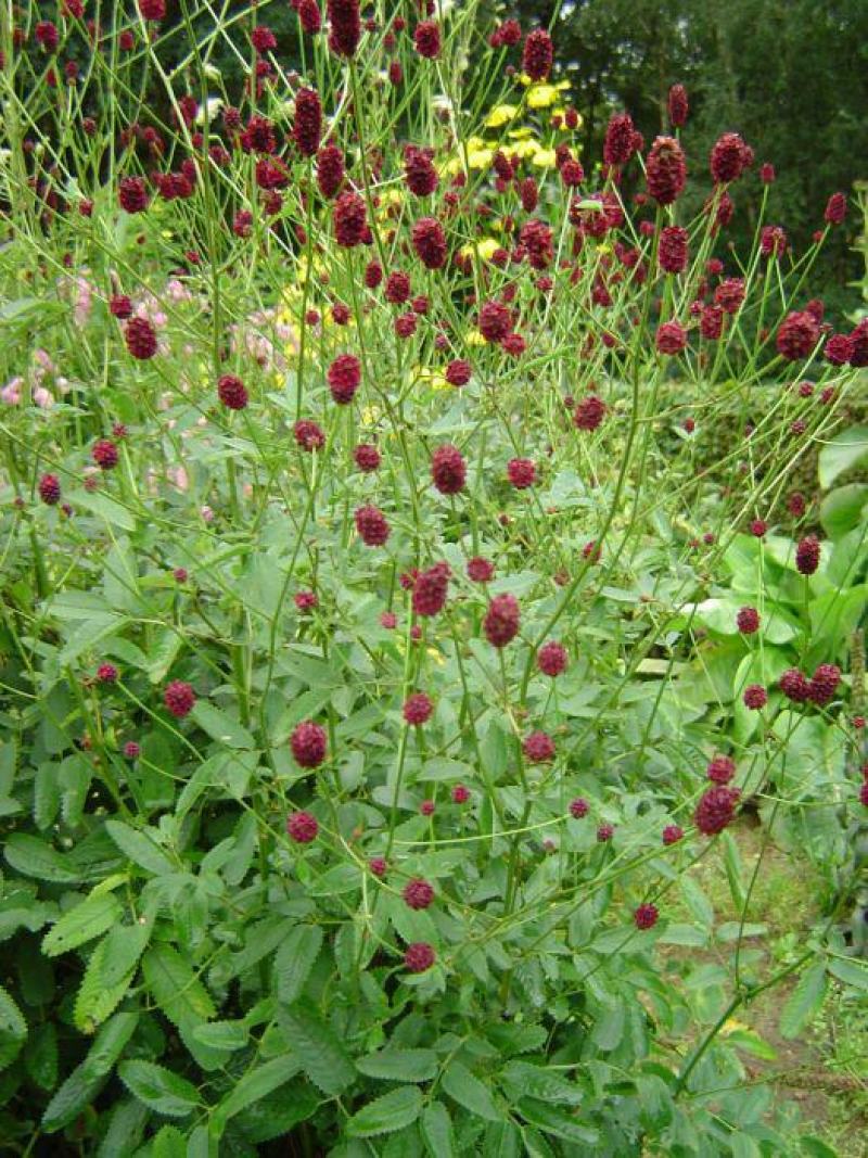 地榆种子东北山野菜根种子中草药种子盆栽庭院花卉