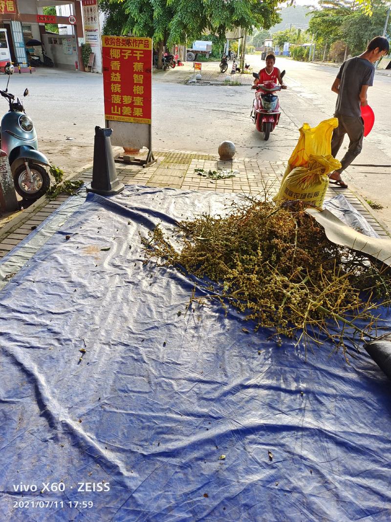 供应，散尾葵，假槟榔