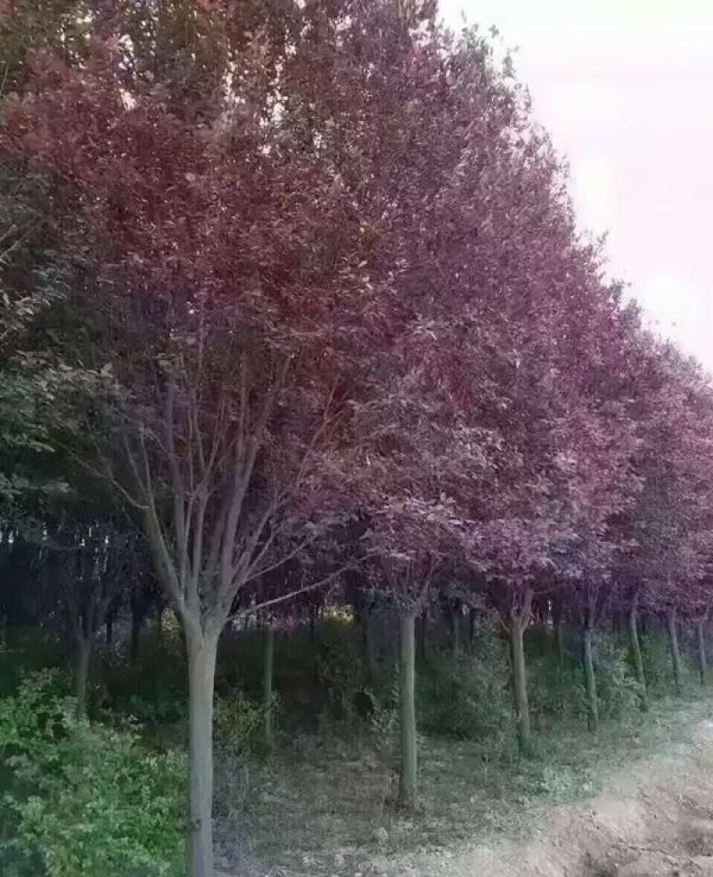 新采红叶李种子紫叶李种子紫叶稠李种子彩叶树种子